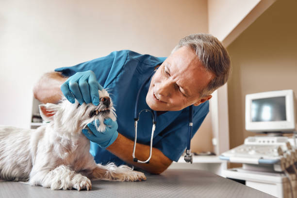 Best Knocked-Out Tooth Emergency  in Northlakes, NC